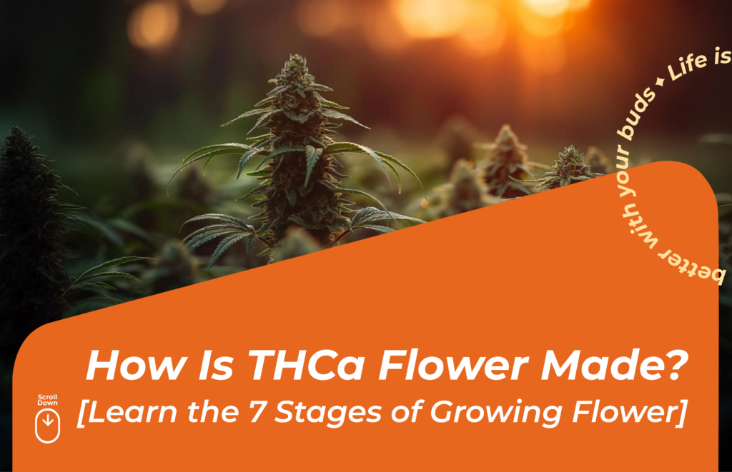 How Is THCa Flower Made