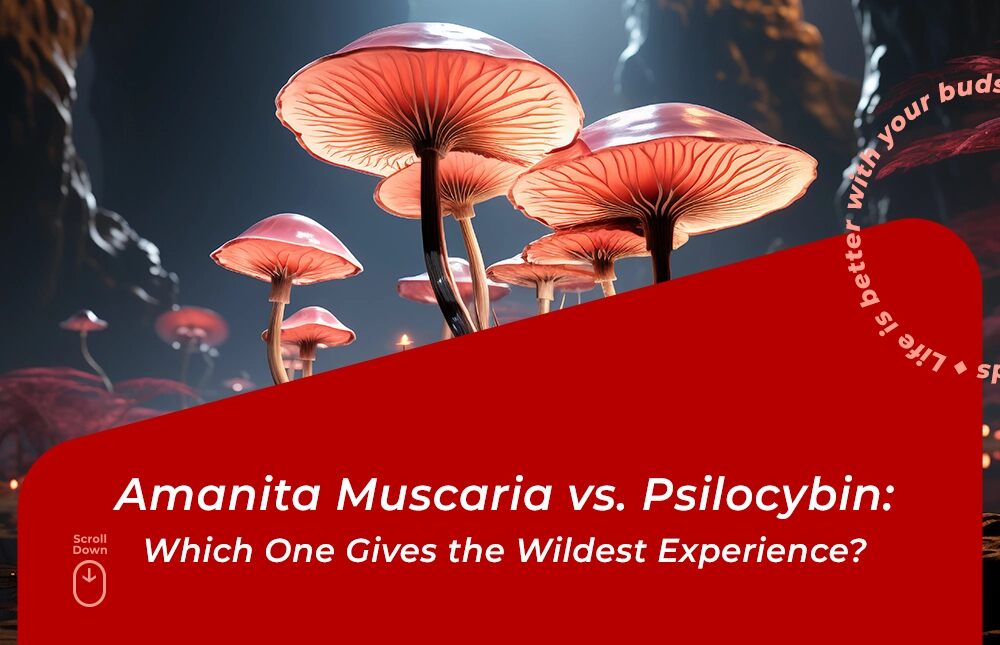 amanita muscaria vs psilocybin