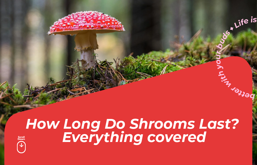 How long do shrooms last