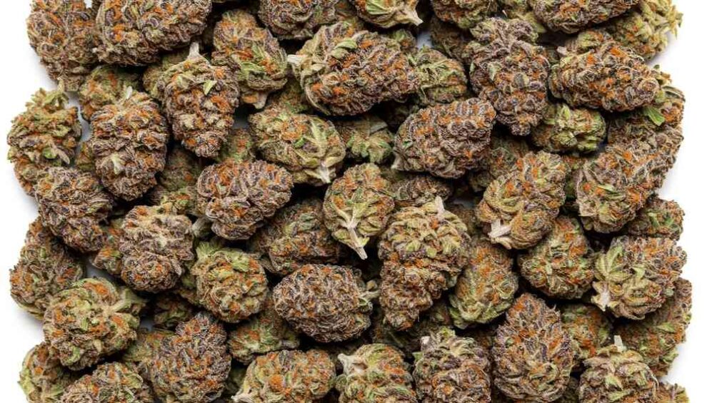 Top Runtz Strains [Discover 14 Unique Strains & Their Benefits!]