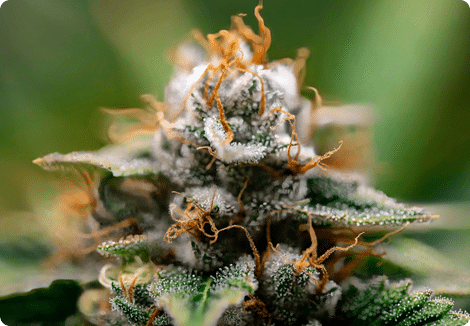 Wholesale THCa Flower | BudPop