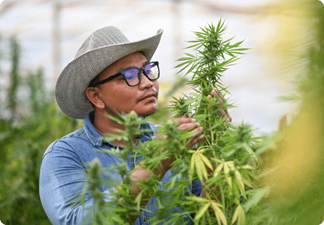 Wholesale THCa Flower | BudPop