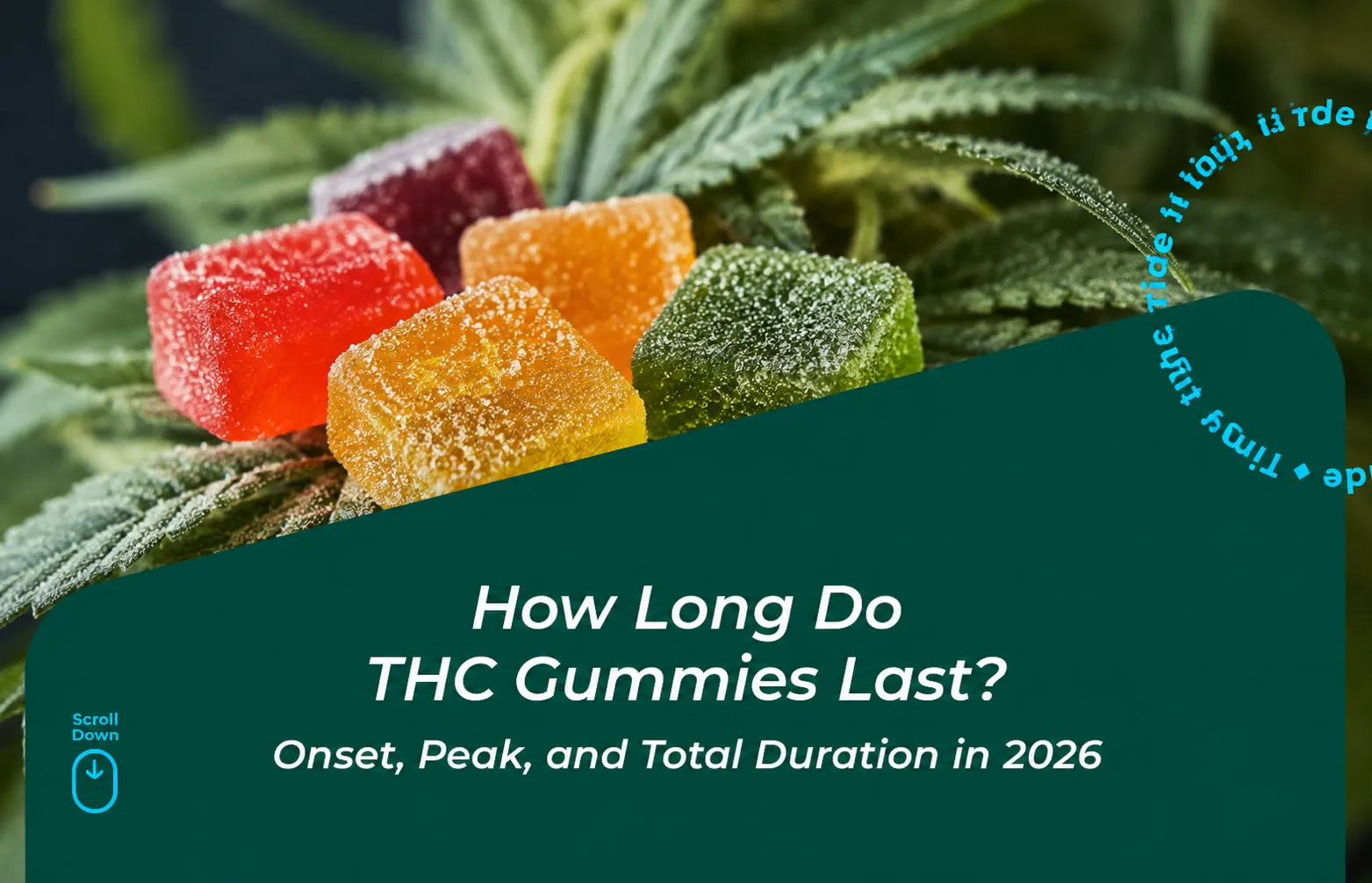 How long do THC gummies last Onset, peak, and total duration in 2026