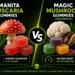 Amanita muscaria gummies vs magic mushroom gummies