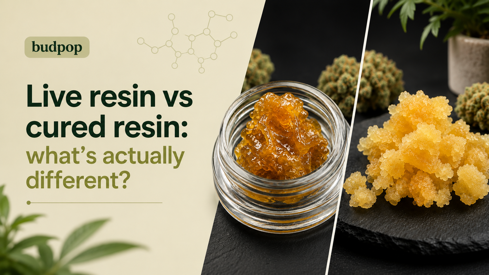 Live resin vs cured resin what's actually different