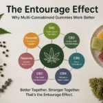 The entourage effect explained why multi-cannabinoid gummies work better than single-compound